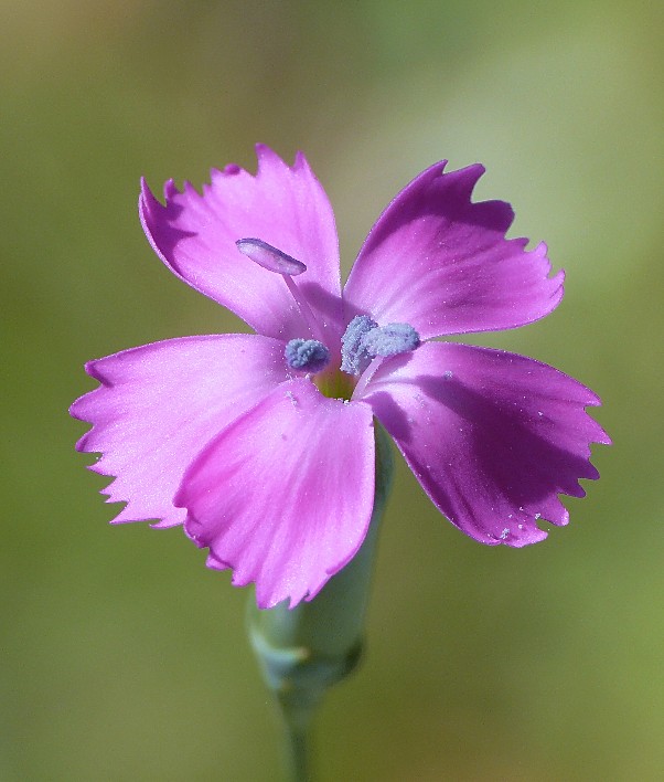 Dianthus garganicus